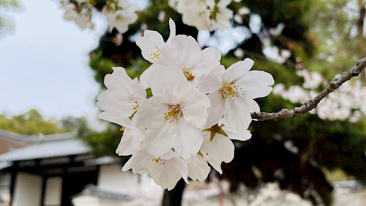 Sakura - Kirschblüten in Japan