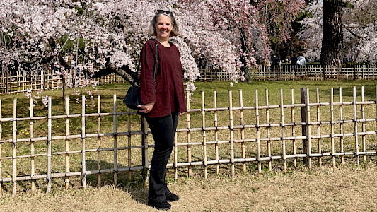 Sakura am Alten Kaiserpalast in Kyoto